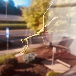 Meet your Posher, Jolynne